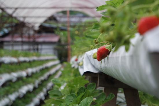YZ Strawberry Farm